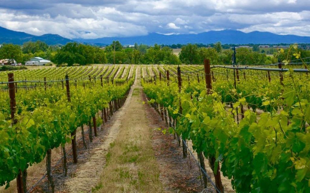 Eagle Ridge Vineyard - Livermore Valley